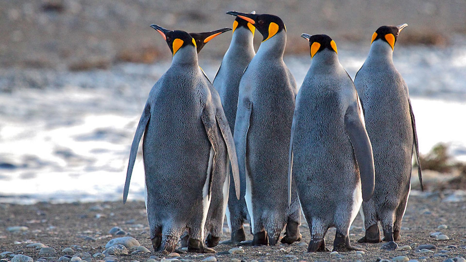 Tierra del Fuego King Penguin tours | Penguin tours | Far South Exp