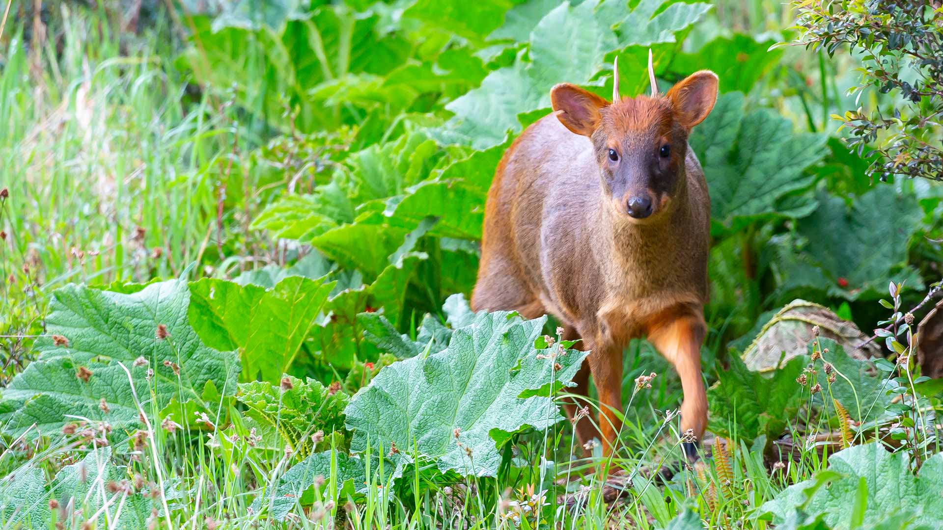 Chiloe Natur Wald Patagonien Pudu