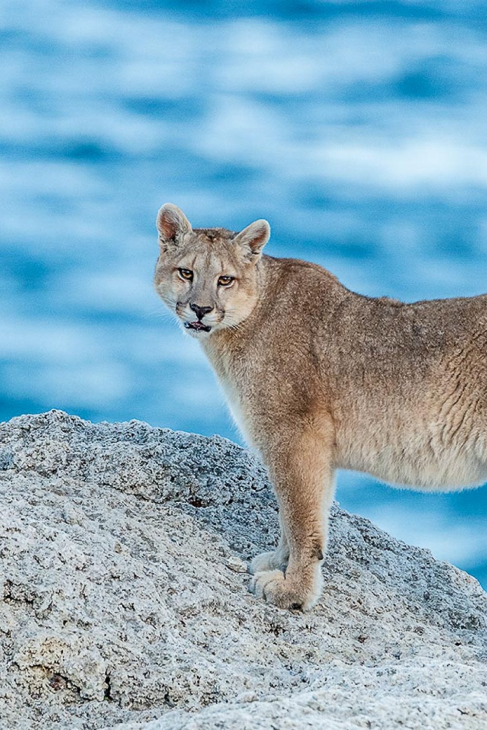 chile-wildlife-trip-patagonian-pumas
