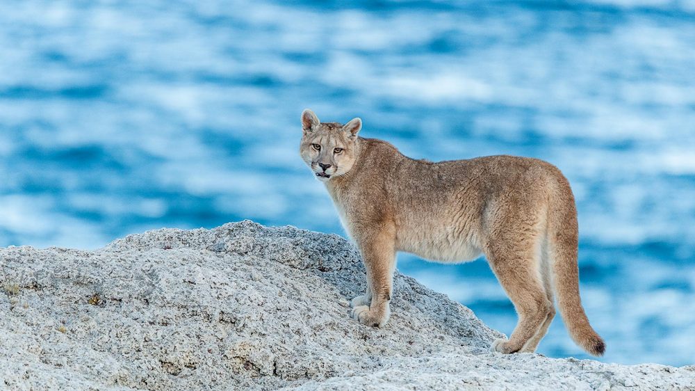 chile-wildlife-trip-patagonian-pumas