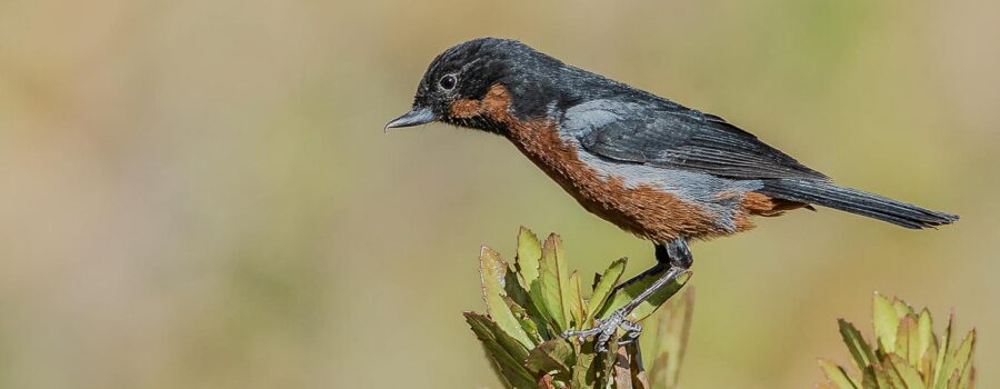 birding northern chile