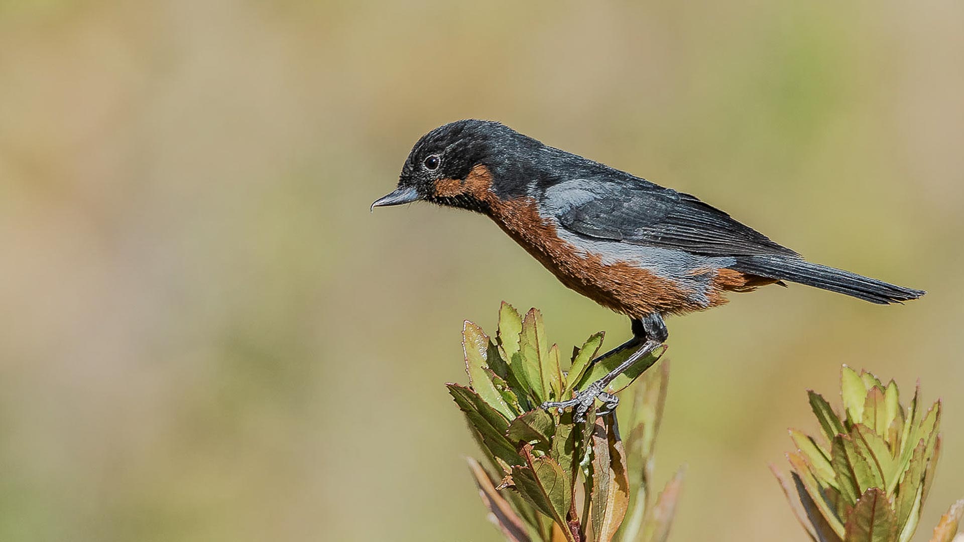 Vogelbeobachtung in Nordchile