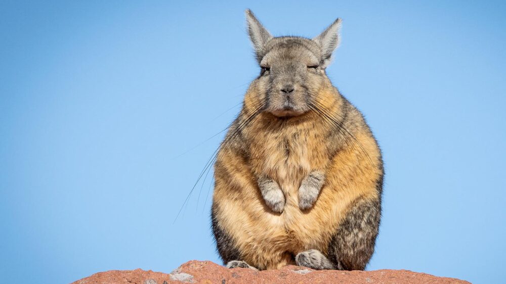 northern chile wildlife adventure