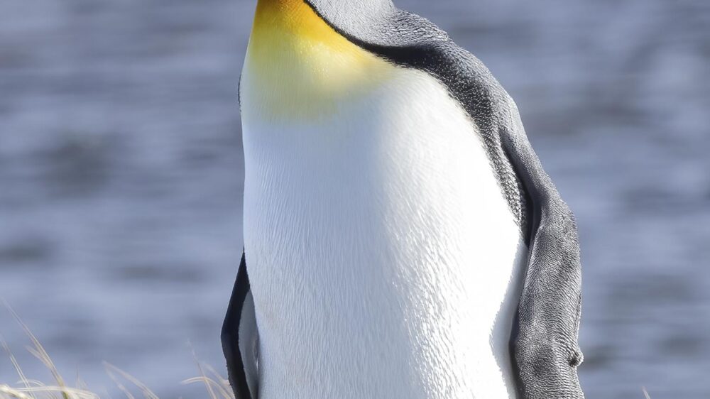king penguins wildlife trip