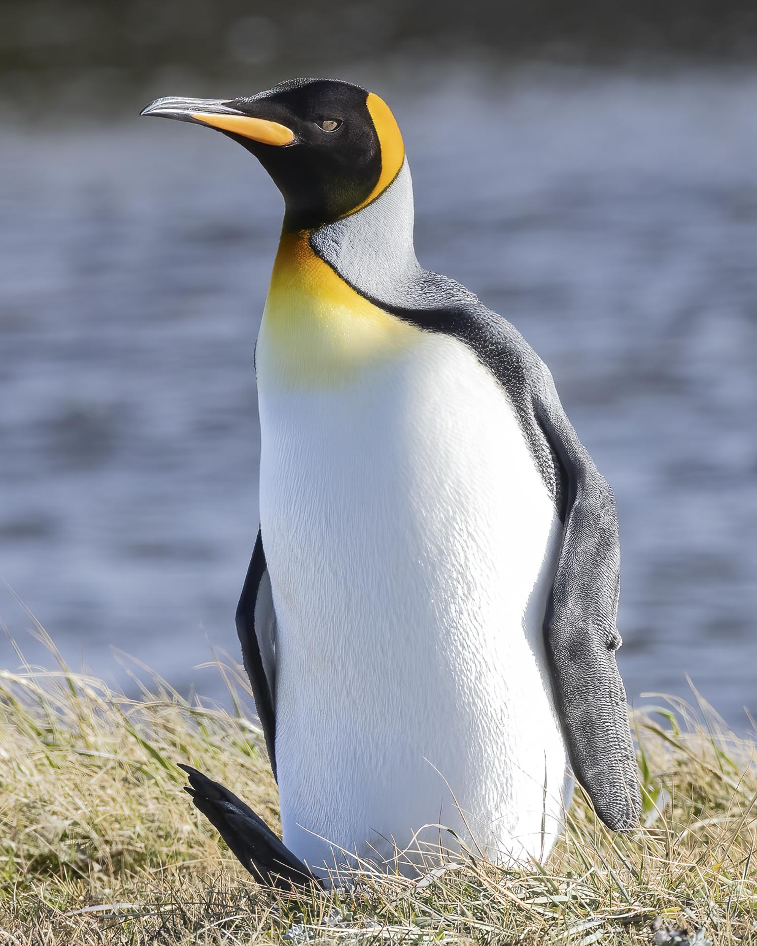 king penguins wildlife trip