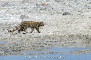 Gato Andino Leopardus jacobita