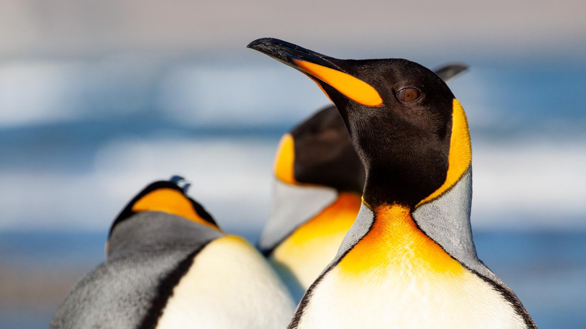 king penguin tierra del fuego