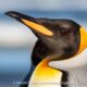 Pingüino Rey en Tierra del Fuego – Muda, Reproducción y Conservación