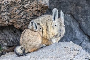 expedicion gato andino