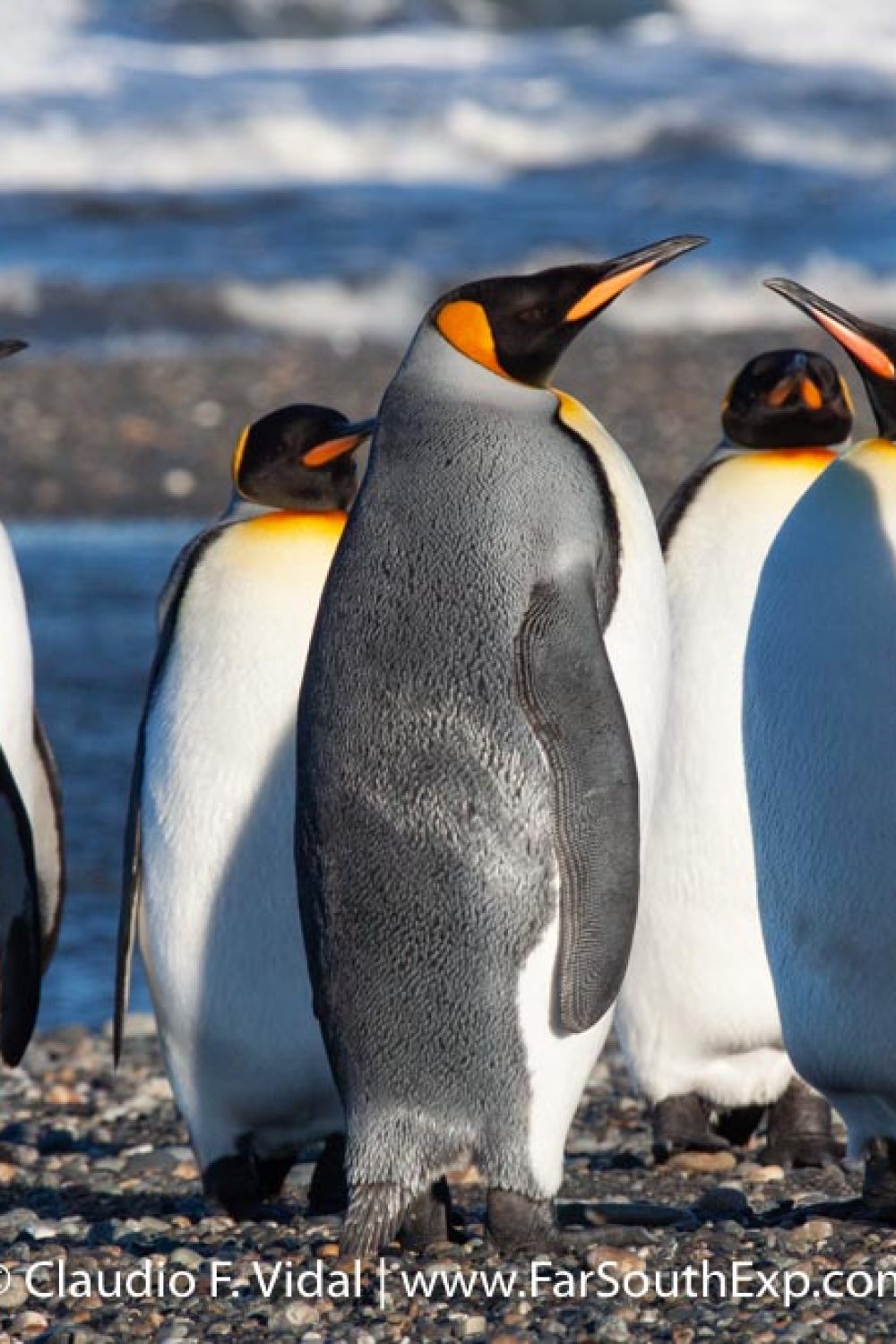 king-penguin-wildlife-trip-IMG_9223-3