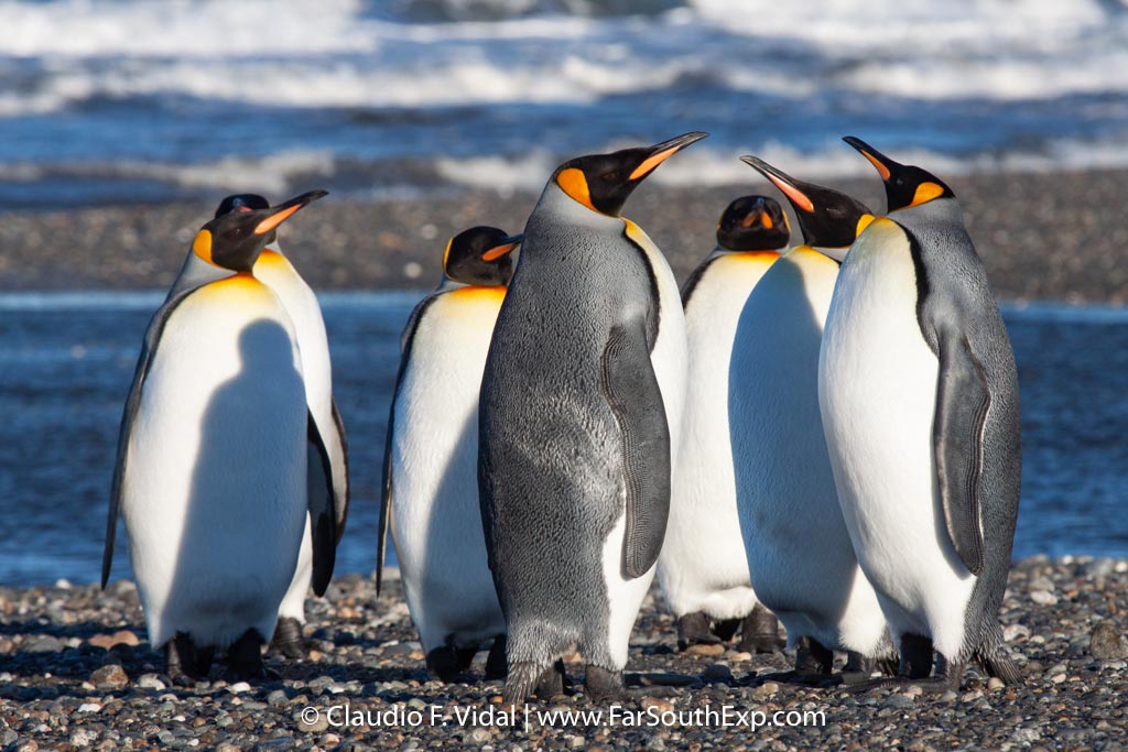 king penguin wildlife trip