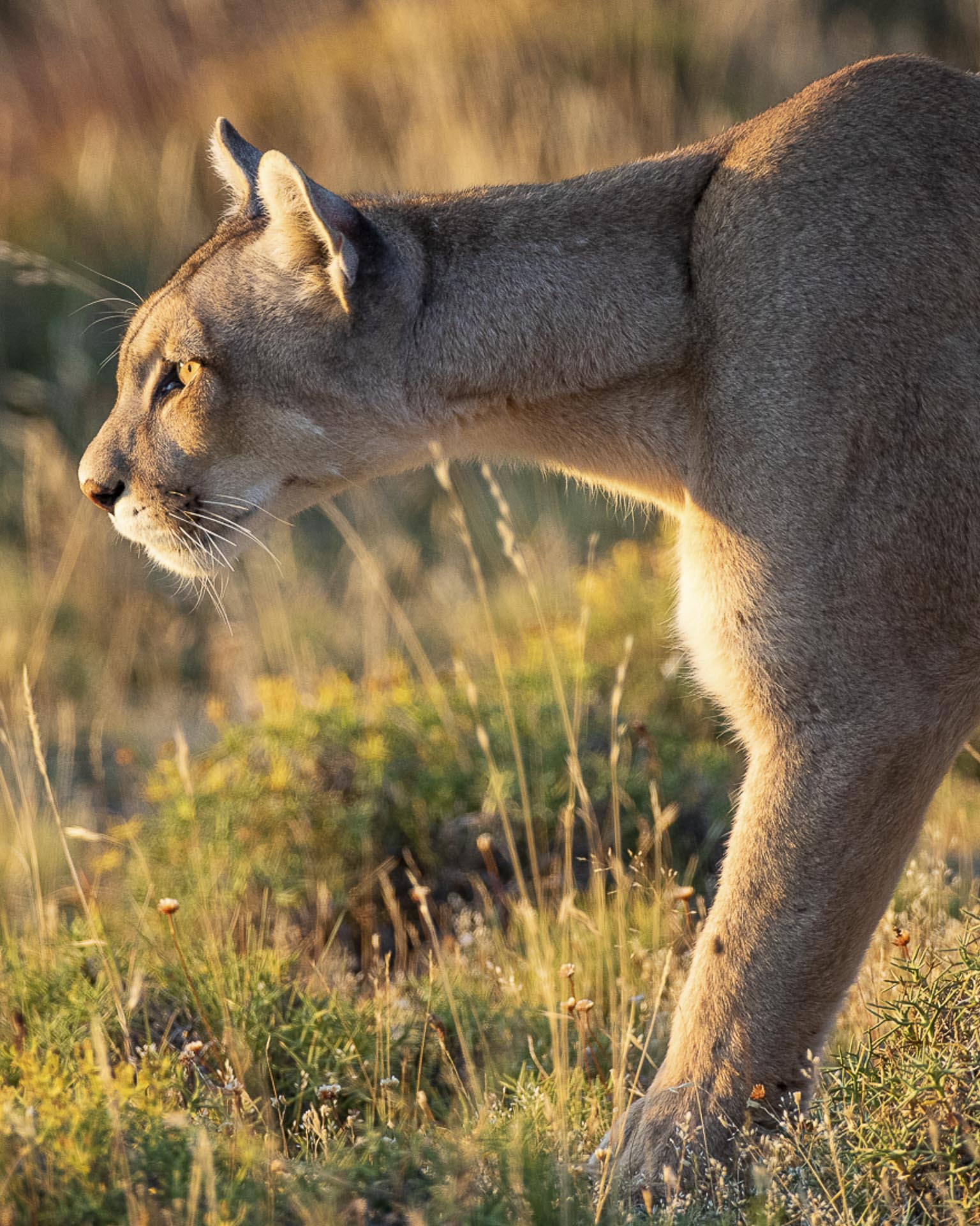 private patagonia puma safari far south expeditions