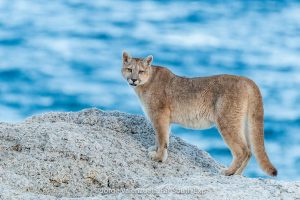 puma safari in patagonia