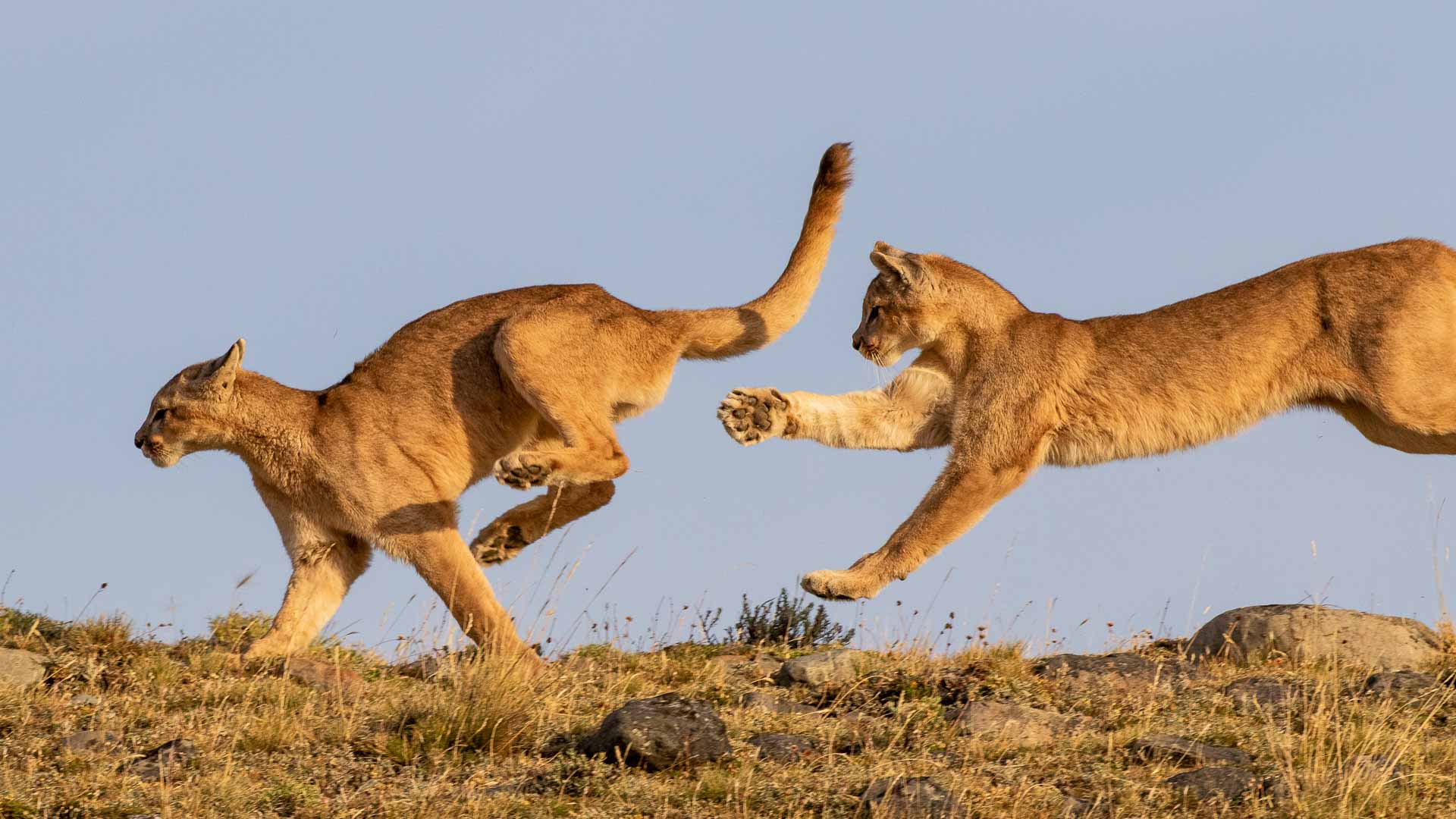 puma parcel tracking