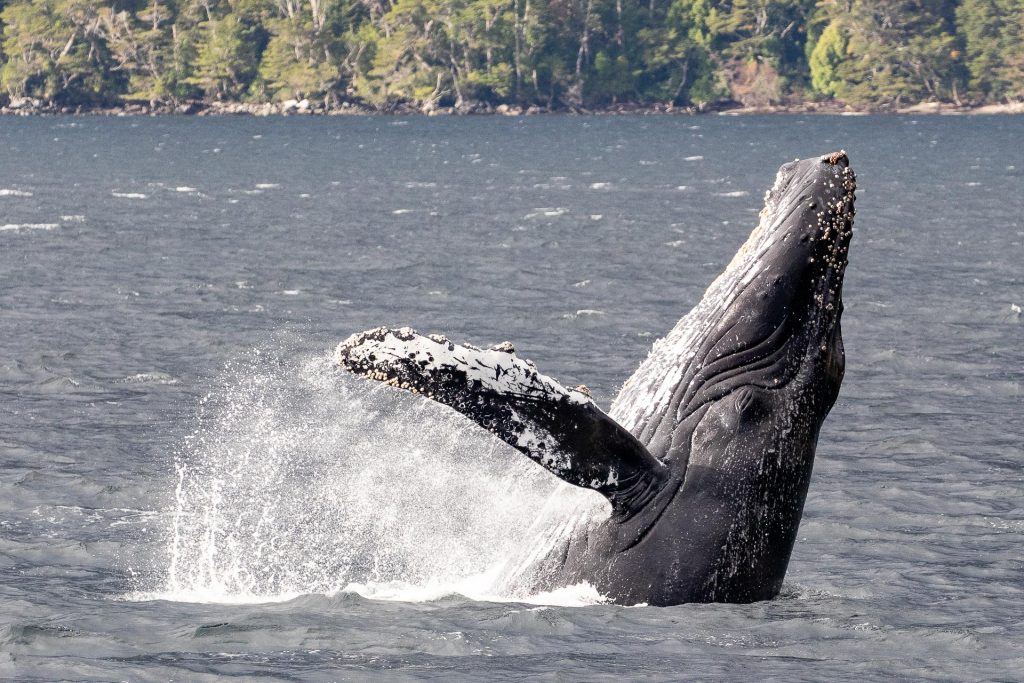 Humpback Whale, Magellan Straits