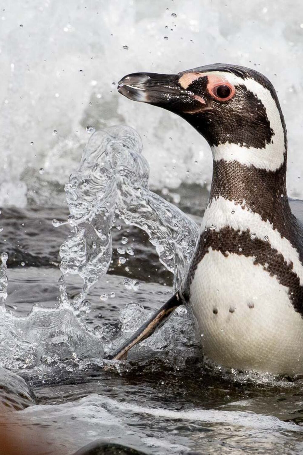 birding trips in chile-2473