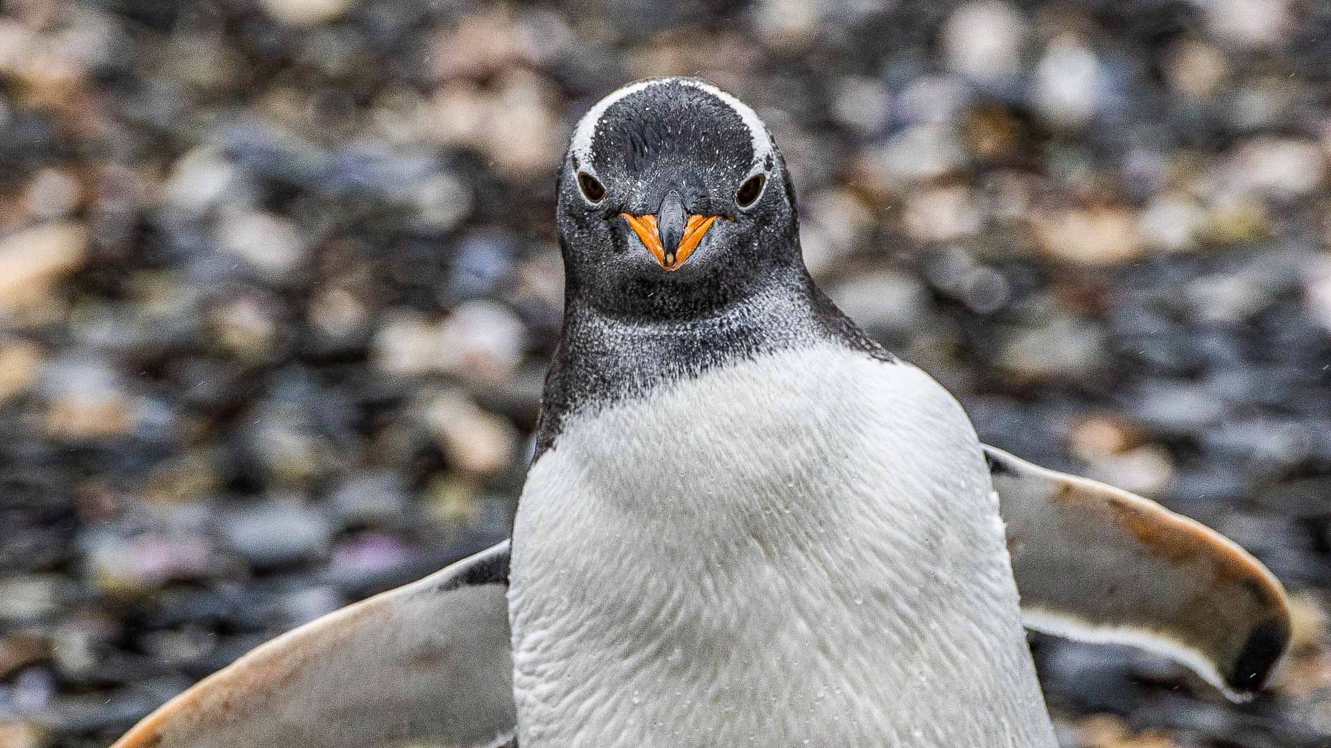 Falklands South Antarctica cruise Antarctica Far South Exp