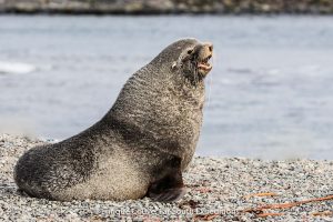 south georgia wildlife cruises