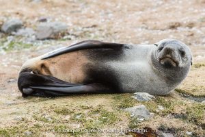 south georgia wildlife cruises