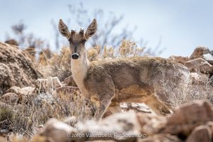 Between Desert and Forest – Chile’s Deer