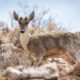 Between Desert and Forest – Chile’s Deer