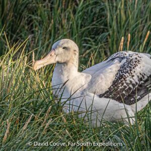 wandering albatross