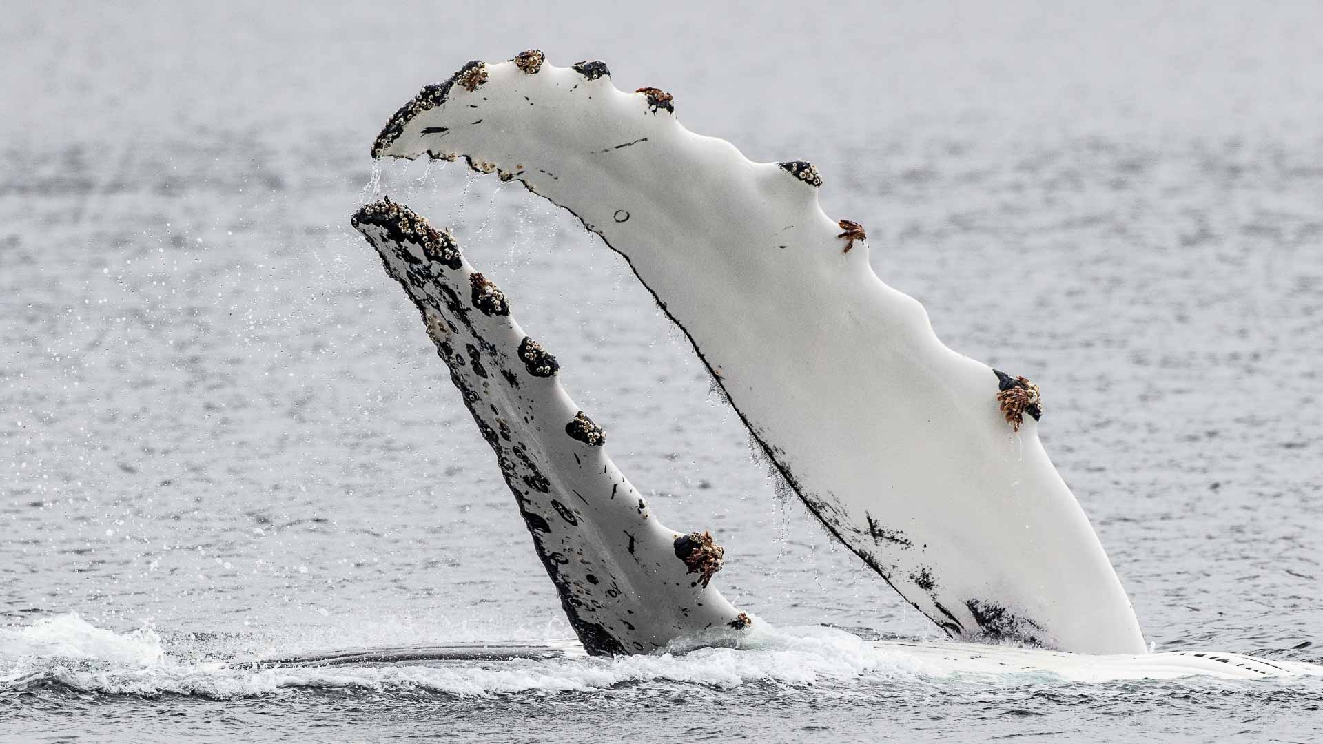 Patagonia whale watching trips (Chile & Argentina) | Far South Exp