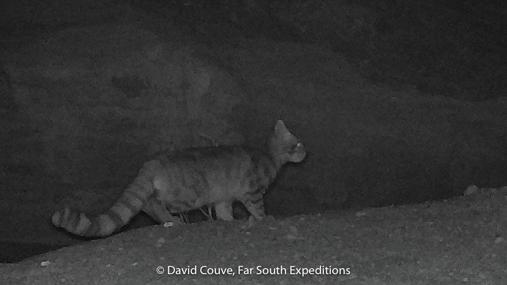 andean cat expedition