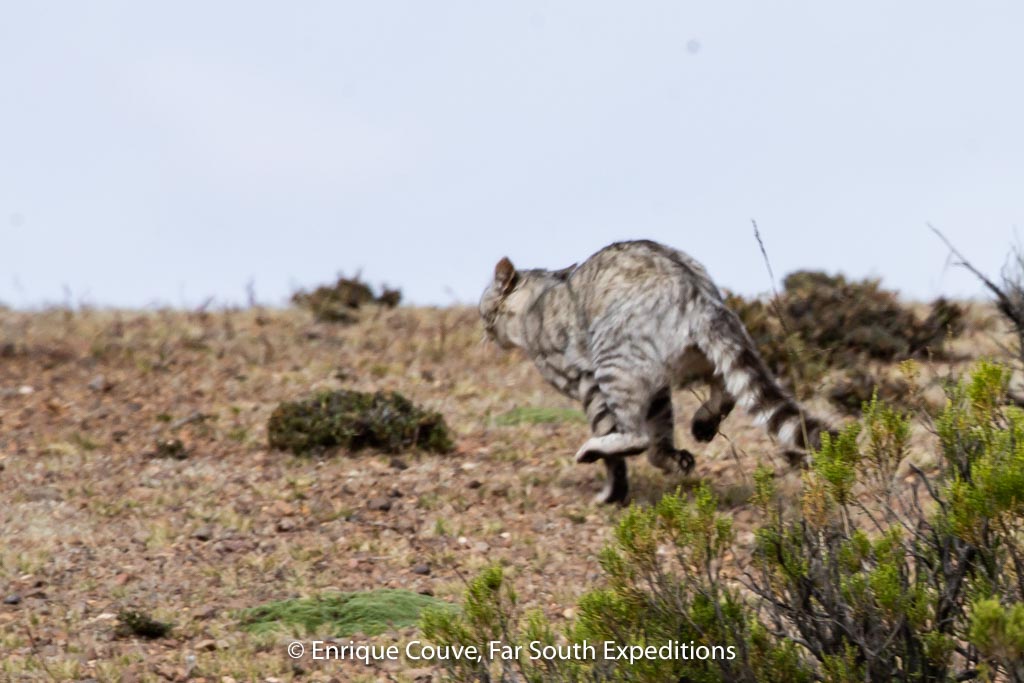 andean cat expedition
