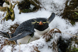 Pingüino Penacho amarillo, Eudyptes chrysolophus © Alejandro Kusch, Far South Exp