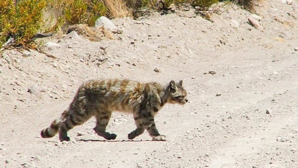 Small Cats of the High Andes