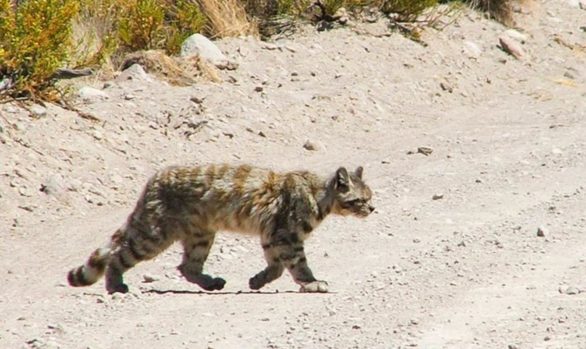 Small Cats of the High Andes
