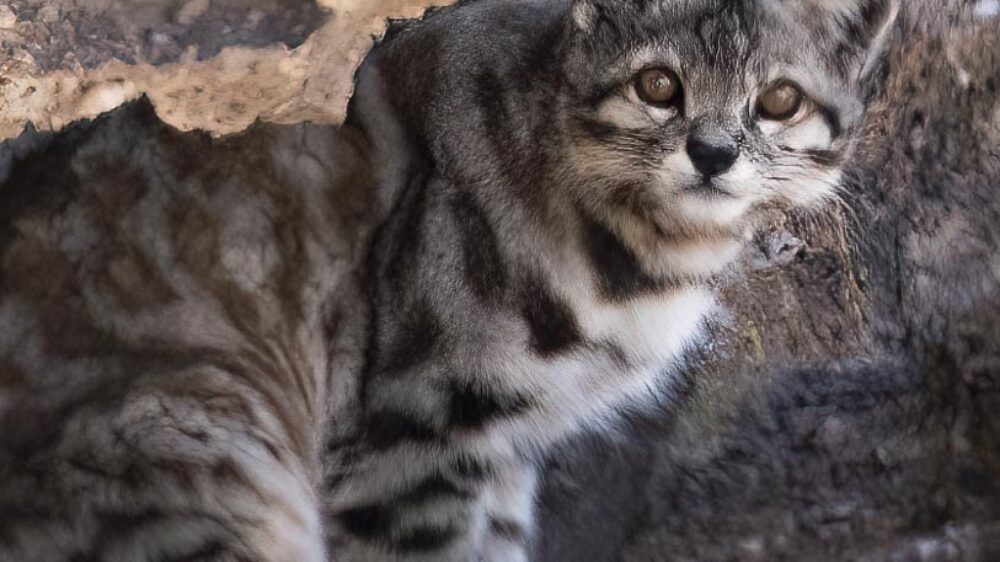 Small Cats of the High Andes