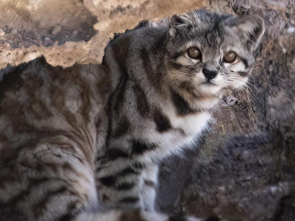 andean-cat-far-south-expeditions-DSC07564