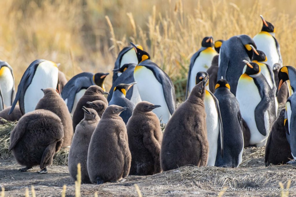 Königspinguine Feuerland