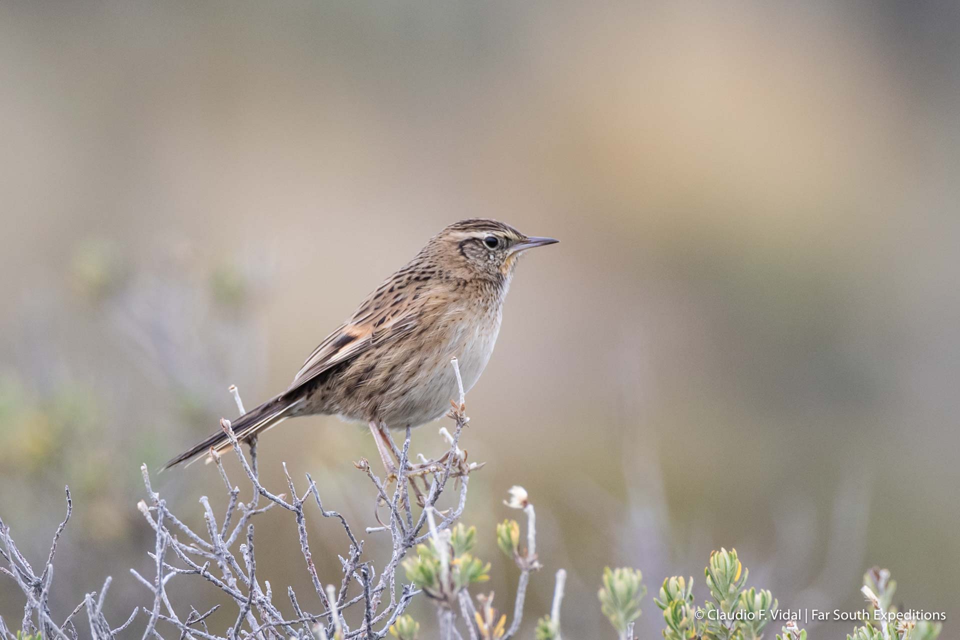 Patagonia birding tours
