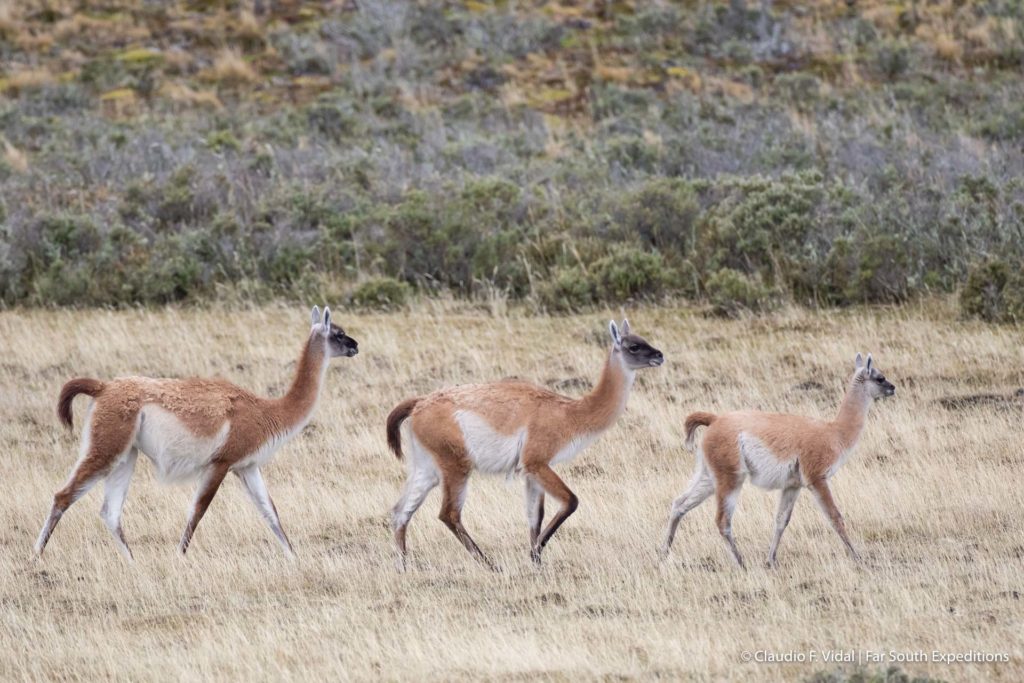 Patagonia mammal trips