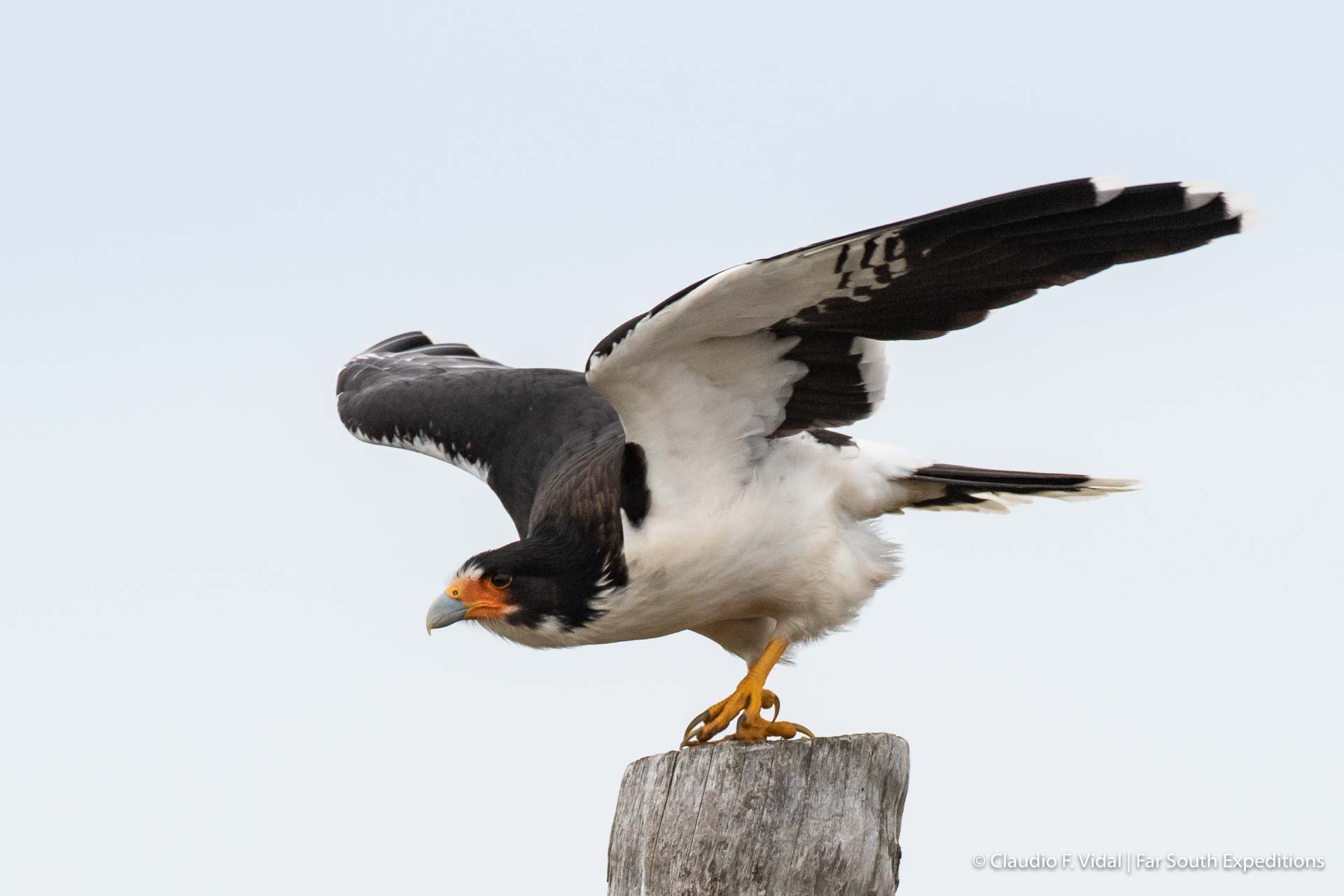 CVO_3577 Patagonia birding tours
