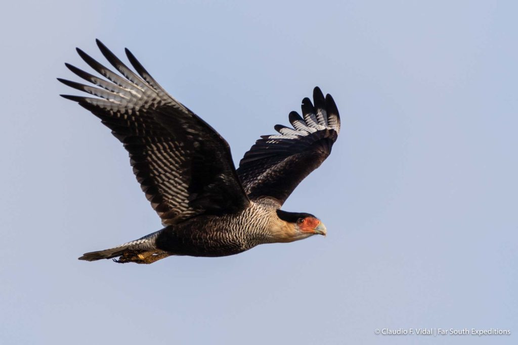 birding tierra del fuego
