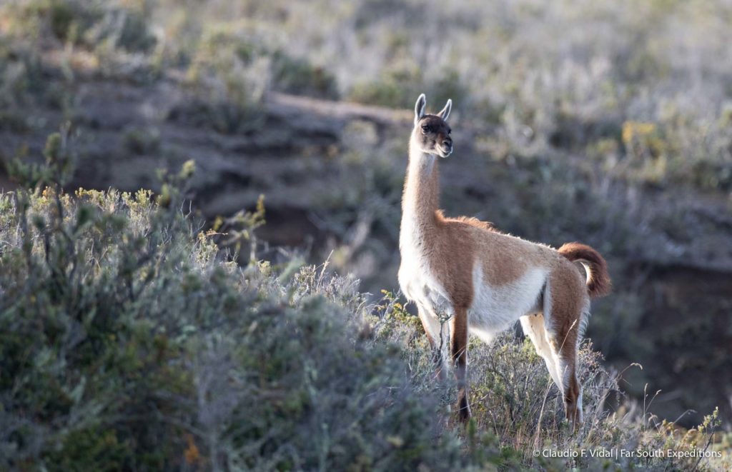 Guanaco Tierra del Fuego