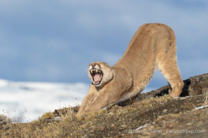 Patagonischer Puma (Puma concolor patagonica), Torres del Paine, Chile © Sebastian Saiter, Far South Expeditions