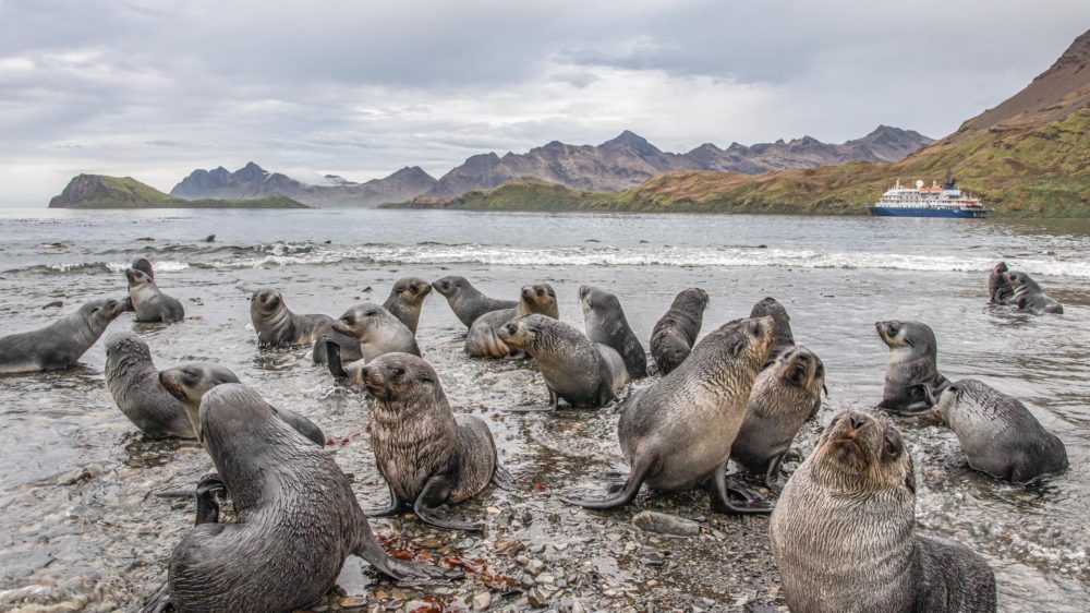 Antarctica & South Georgia Trips - Far South Expeditions