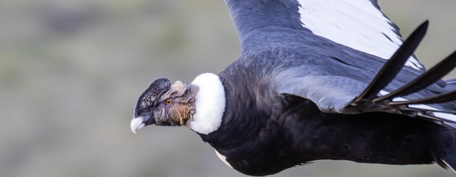 condors of patagonia