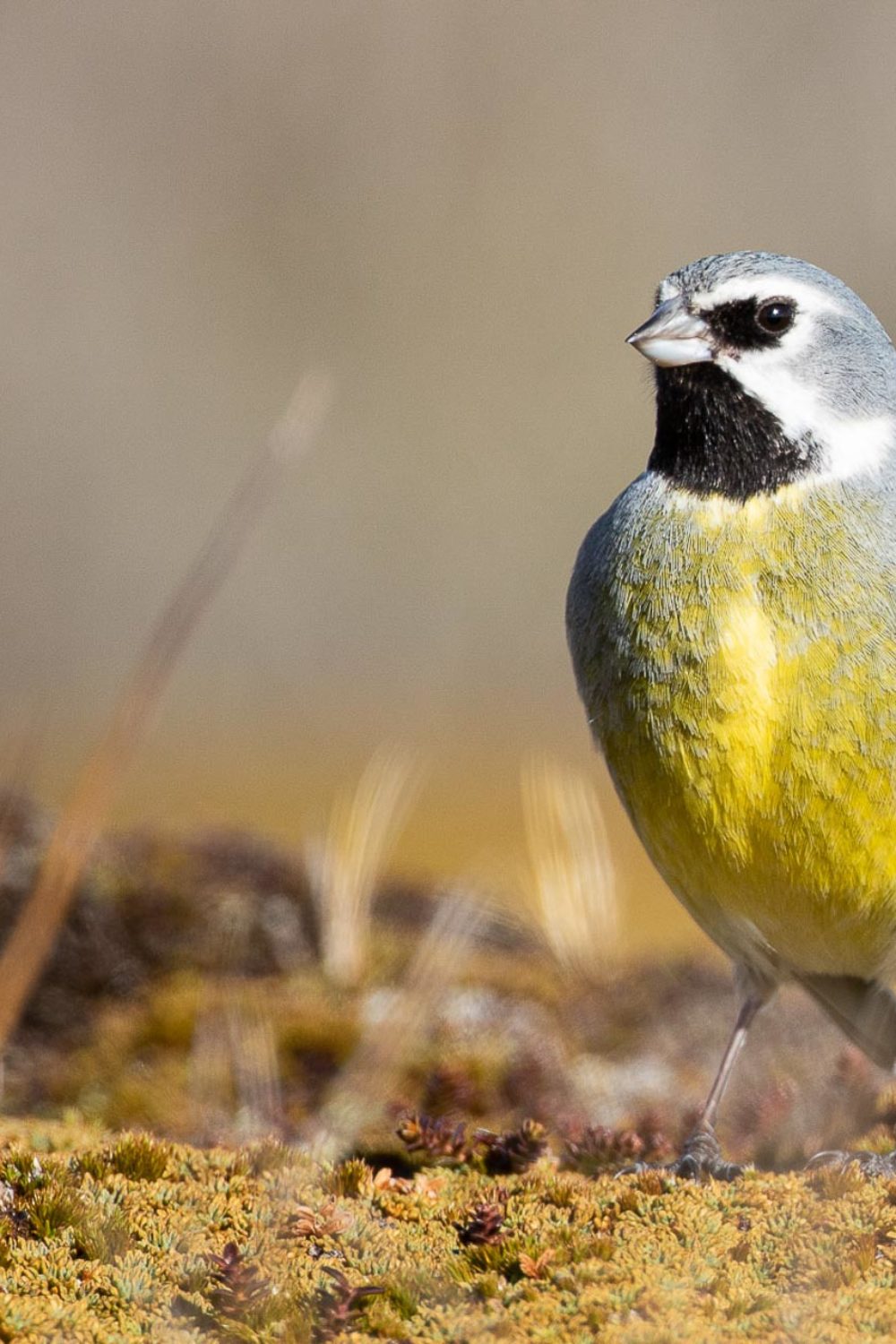 White-bridled Finch