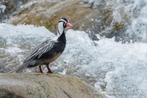Vogelbeobachtung In Nordchile