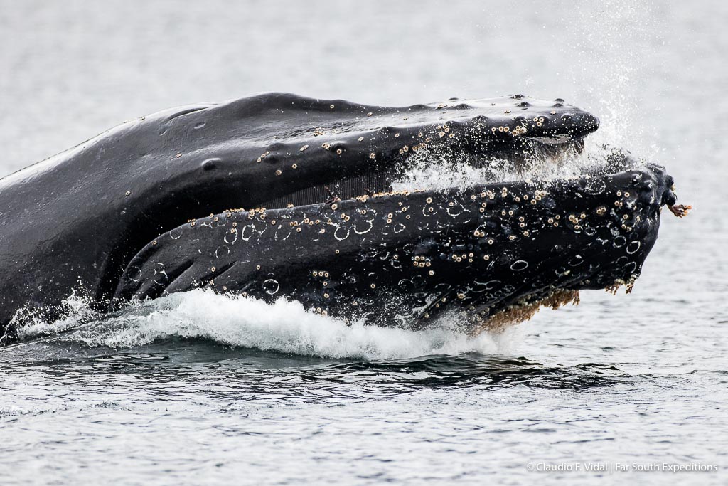 Humpback whale Straits of Magellan