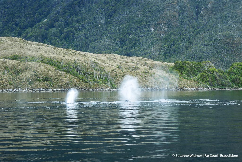 Humpback whales Patagonia