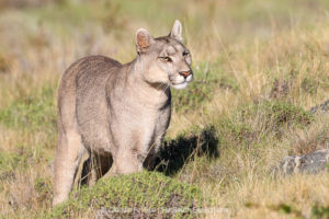 Puma Tracking Tours 