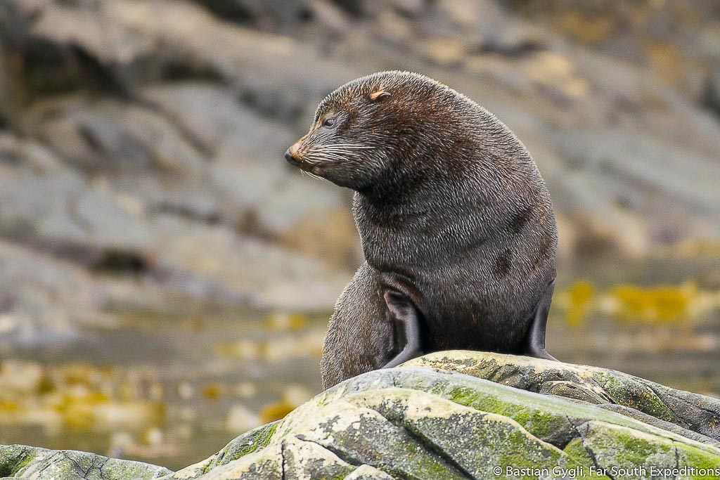 South American Fur Seal Patagonia