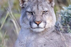 puma patagonia torres del paine